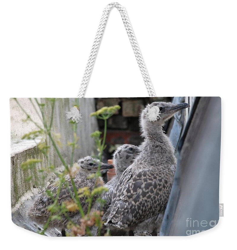 Herring Weekender Tote Bag featuring the photograph Herring Gull chicks by David Fowler
