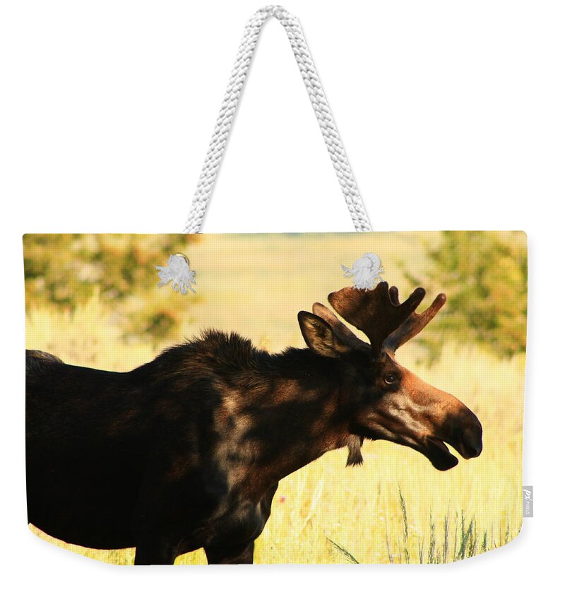 Moose Weekender Tote Bag featuring the photograph Hey I'm eating by Catie Canetti