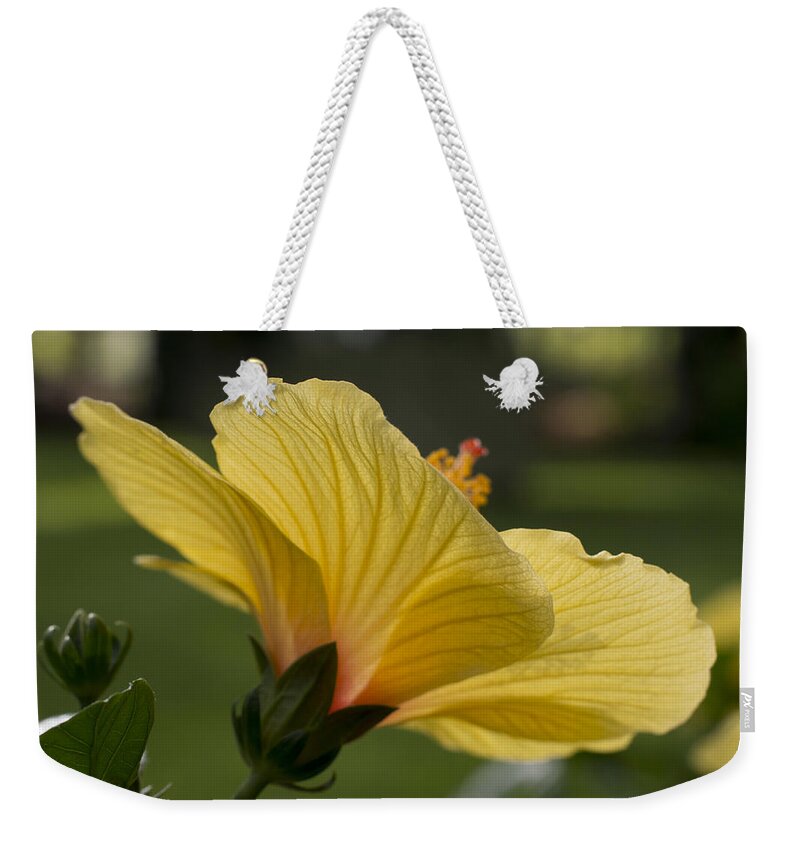 Hibiscus Weekender Tote Bag featuring the photograph Hibiscus 'Sunny Wind' 3407 by Terri Winkler