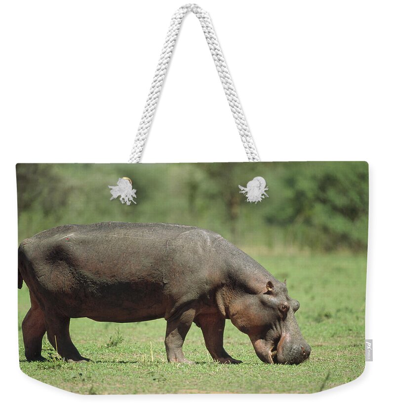 Feb0514 Weekender Tote Bag featuring the photograph Hippopotamus Grazing On Grass Africa by Konrad Wothe