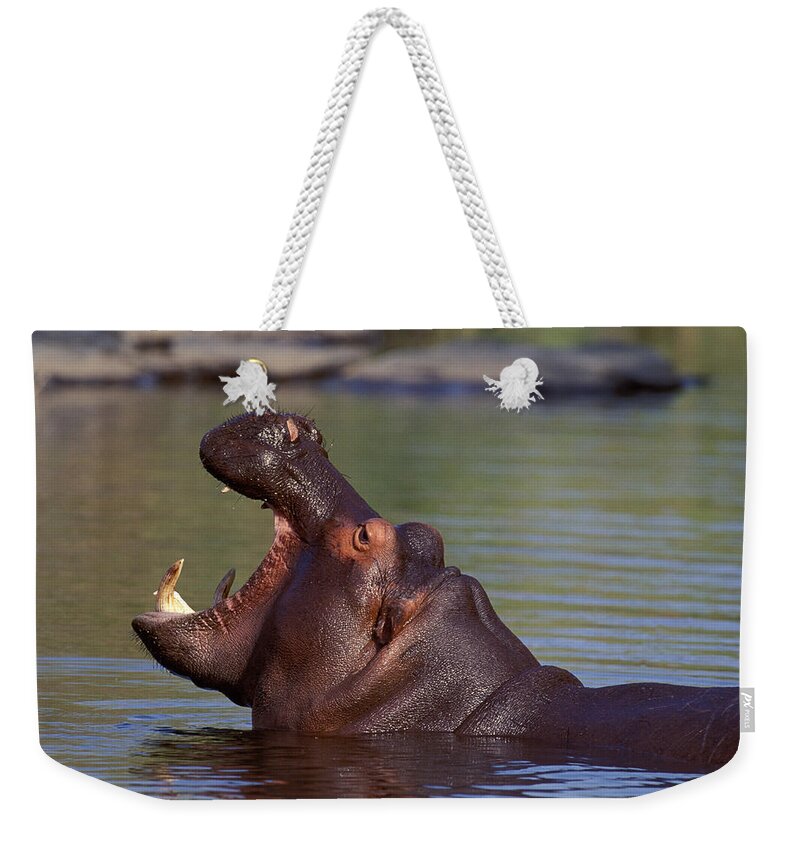 Hippo Weekender Tote Bag featuring the photograph Hippopotamus by Nigel Dennis