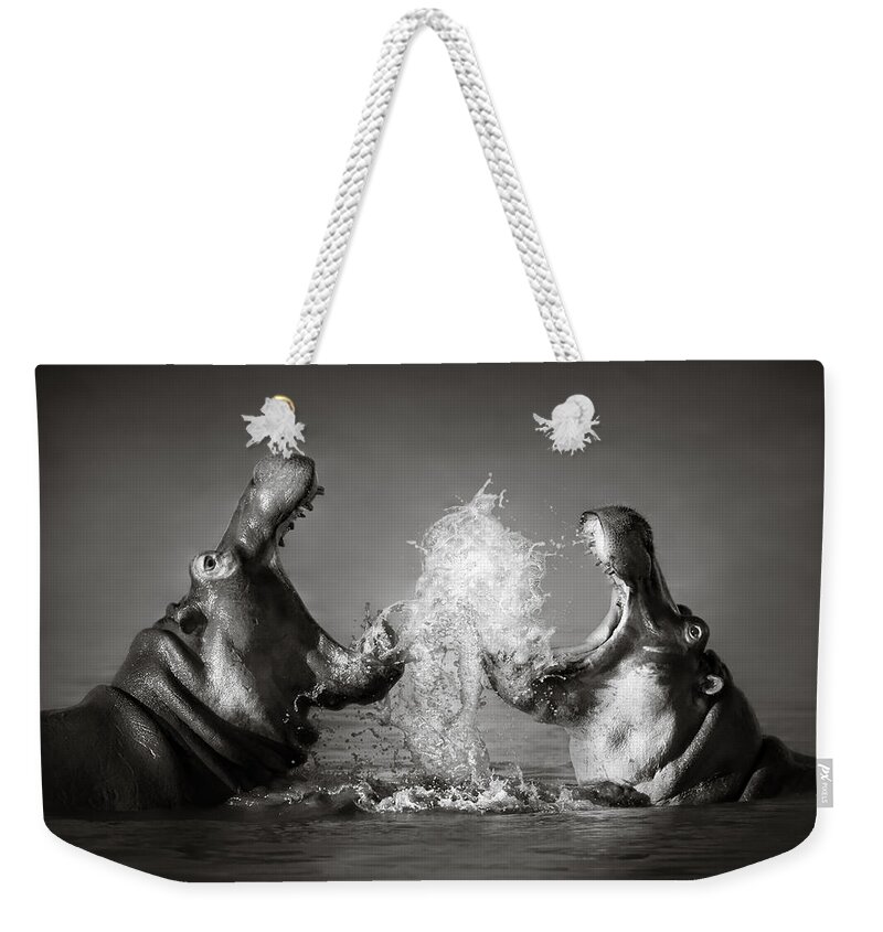 Hippo Weekender Tote Bag featuring the photograph Hippo's fighting by Johan Swanepoel