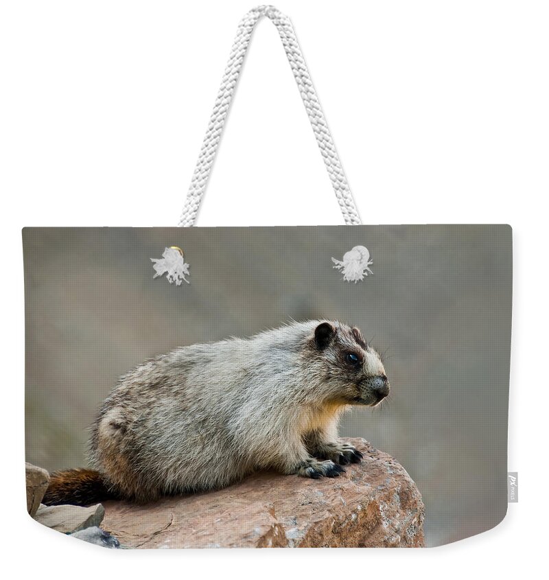 Animal Weekender Tote Bag featuring the photograph Hoary Marmot on a Boulder by Jeff Goulden