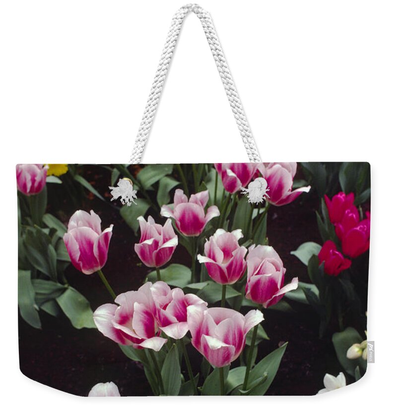 Europe Weekender Tote Bag featuring the photograph Holland Tulip Spray by Craig Lovell