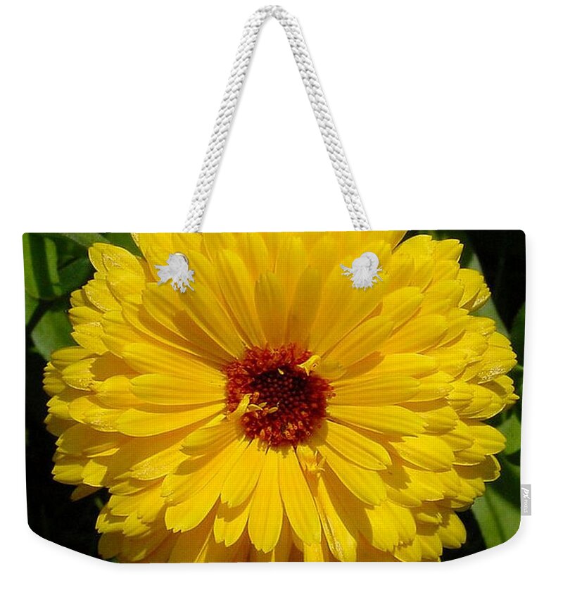 Flower Weekender Tote Bag featuring the photograph Holligold Blossoming Yellow Pot Marigold Flower by Taiche Acrylic Art