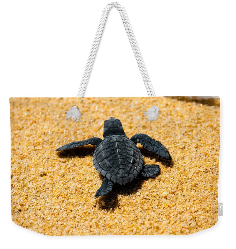 Baby Loggerhead Weekender Tote Bag featuring the photograph Home by Sebastian Musial