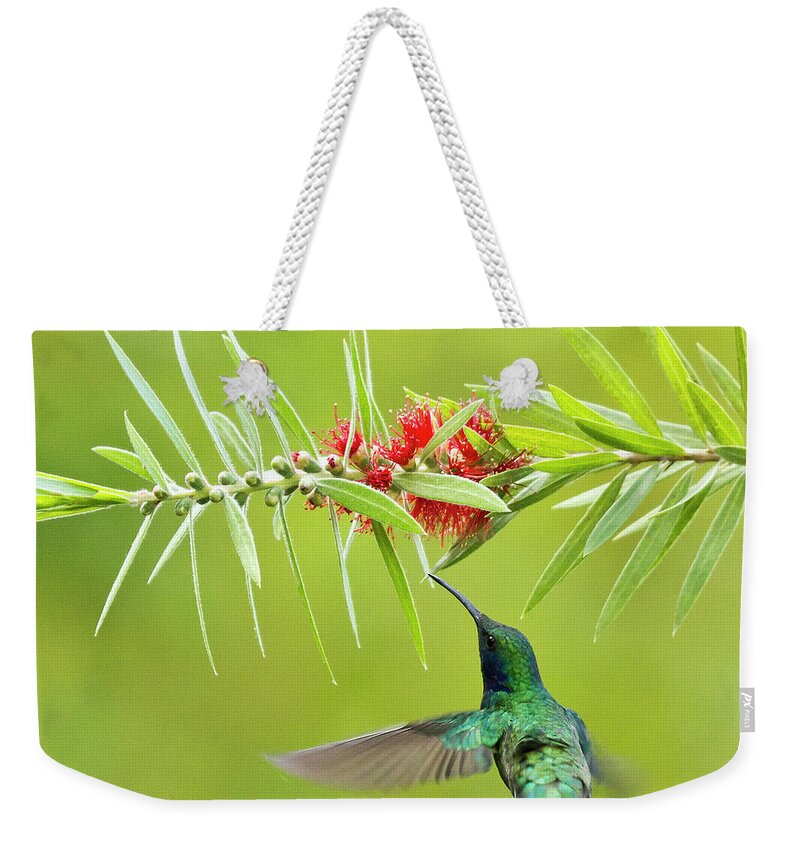 Bird Weekender Tote Bag featuring the photograph Honey Sucking by Heiko Koehrer-Wagner