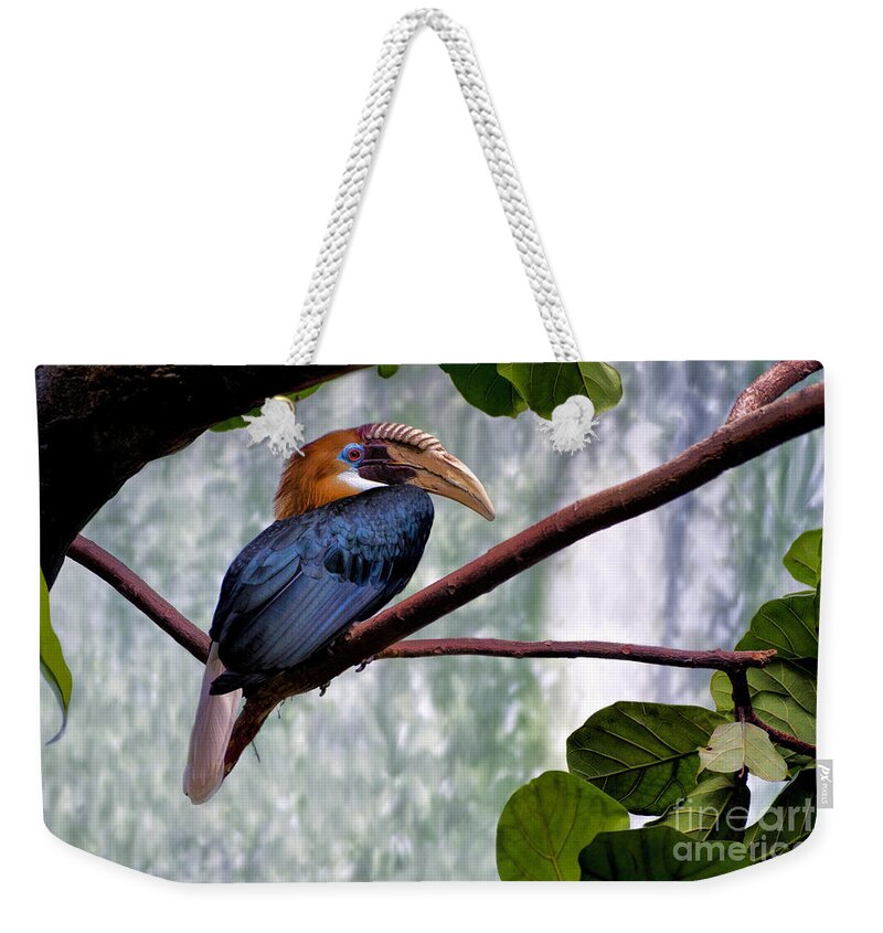 Hornbill Weekender Tote Bag featuring the photograph Hornbill In Paradise by Adam Olsen