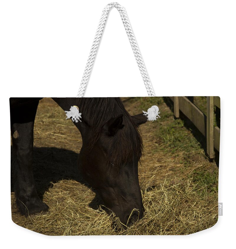 Dark Brown Horse Weekender Tote Bag featuring the photograph Horse 34 by David Yocum