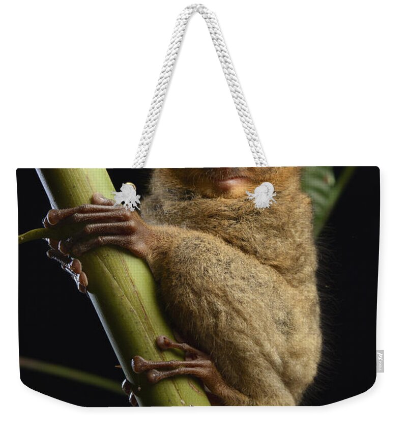 Ch'ien Lee Weekender Tote Bag featuring the photograph Horsfields Tarsier Kuching Malaysia by Ch'ien Lee