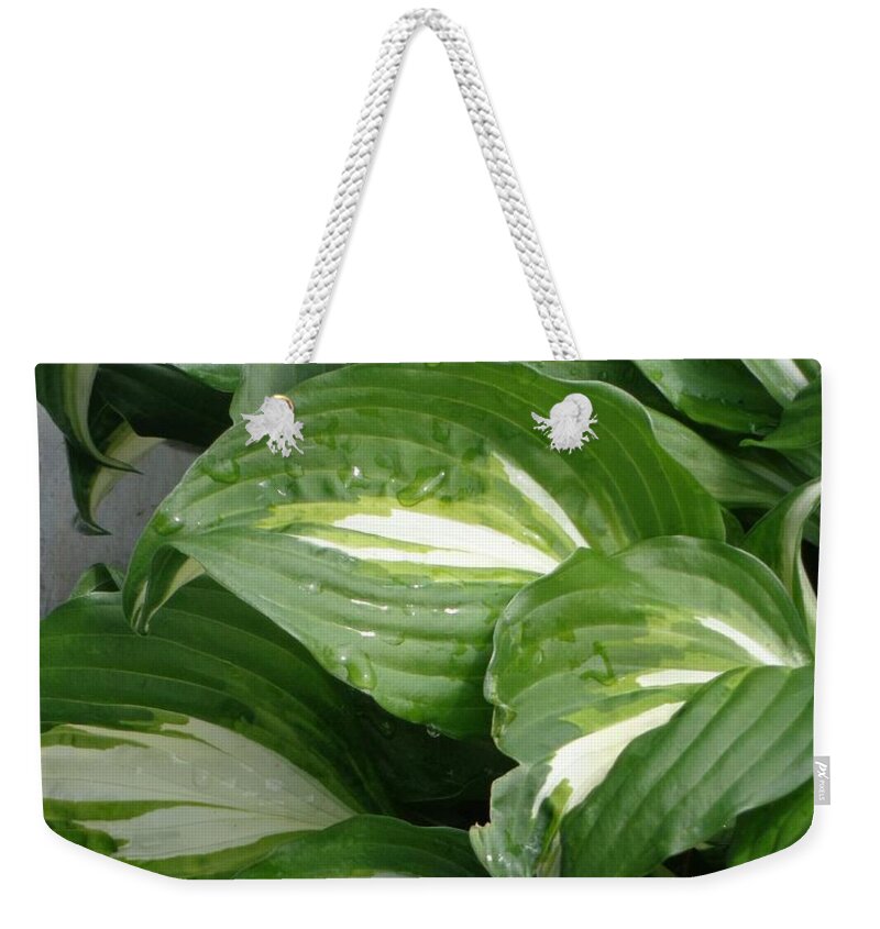 Hosta Weekender Tote Bag featuring the photograph Hosta Leaves after the Rain by Christina Verdgeline