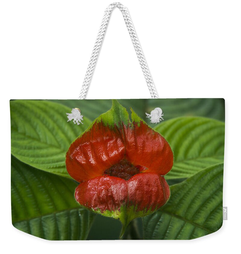 Pete Oxford Weekender Tote Bag featuring the photograph Hot Lips Flower Ecuador by Pete Oxford