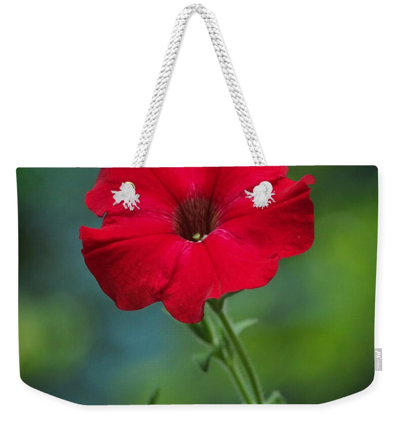 Flowers Weekender Tote Bag featuring the photograph Hot Petunia In The Cool Shadows by Dorothy Lee