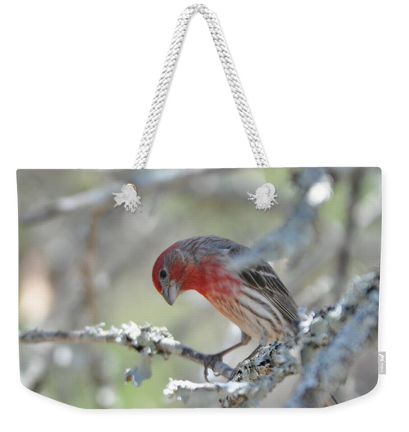 House Finch Weekender Tote Bag featuring the photograph House Finch by Frank Madia