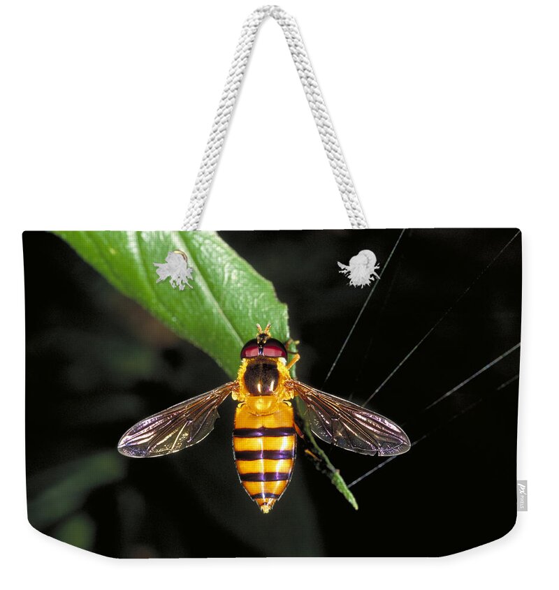 Animal Weekender Tote Bag featuring the photograph Hover Fly by Simon D. Pollard