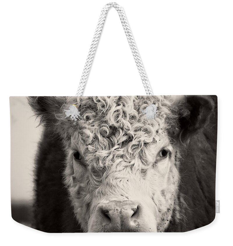 Cow Weekender Tote Bag featuring the photograph How now brown cow Square Format by Edward Fielding