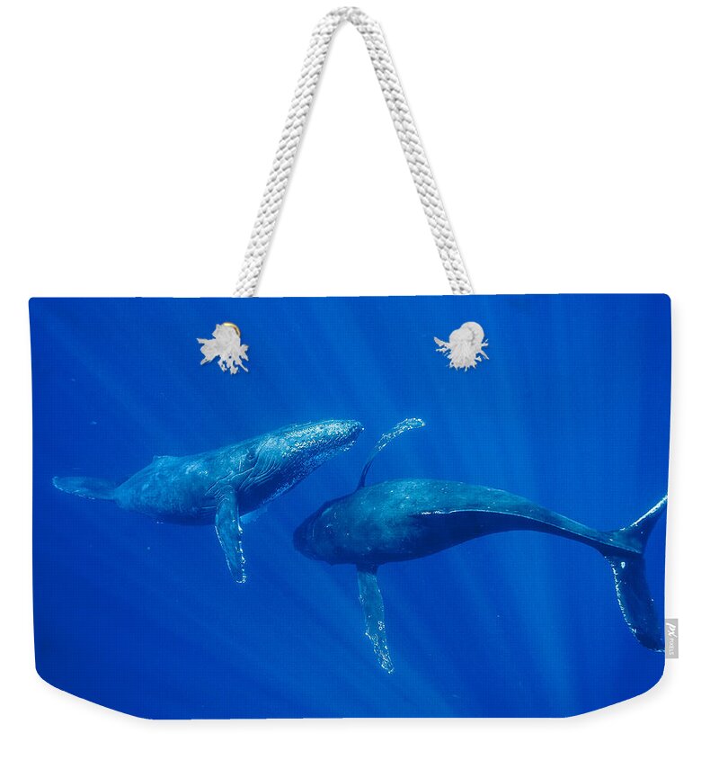 Feb0514 Weekender Tote Bag featuring the photograph Humpback Whale Males Interacting Maui by Flip Nicklin