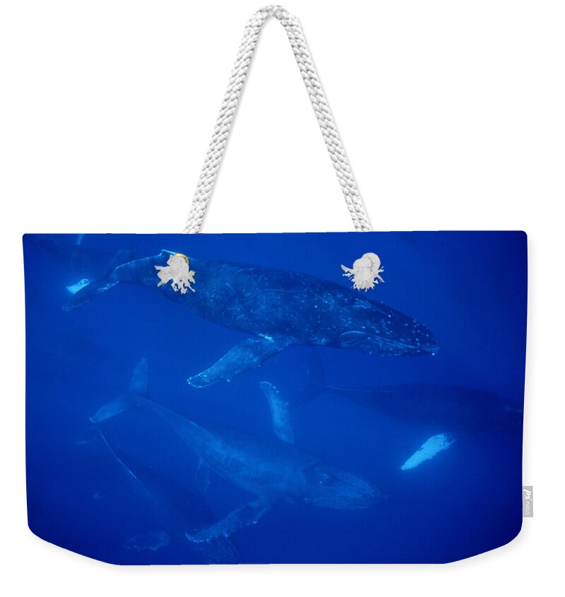 Feb0514 Weekender Tote Bag featuring the photograph Humpback Whale Traveling Group Maui by Flip Nicklin