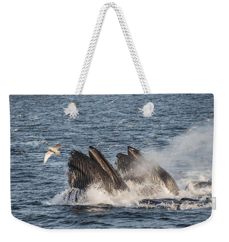 Feb0514 Weekender Tote Bag featuring the photograph Humpback Whales Feeding With Gulls by Flip Nicklin