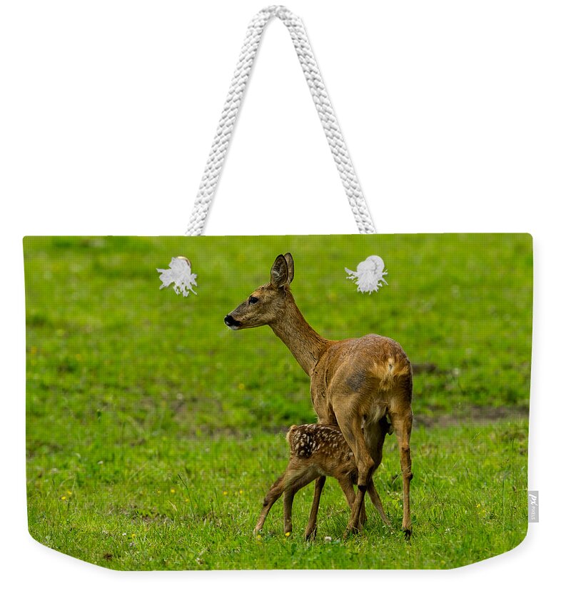 Hungry Roe Deer Fawn Weekender Tote Bag featuring the photograph Hungry by Torbjorn Swenelius