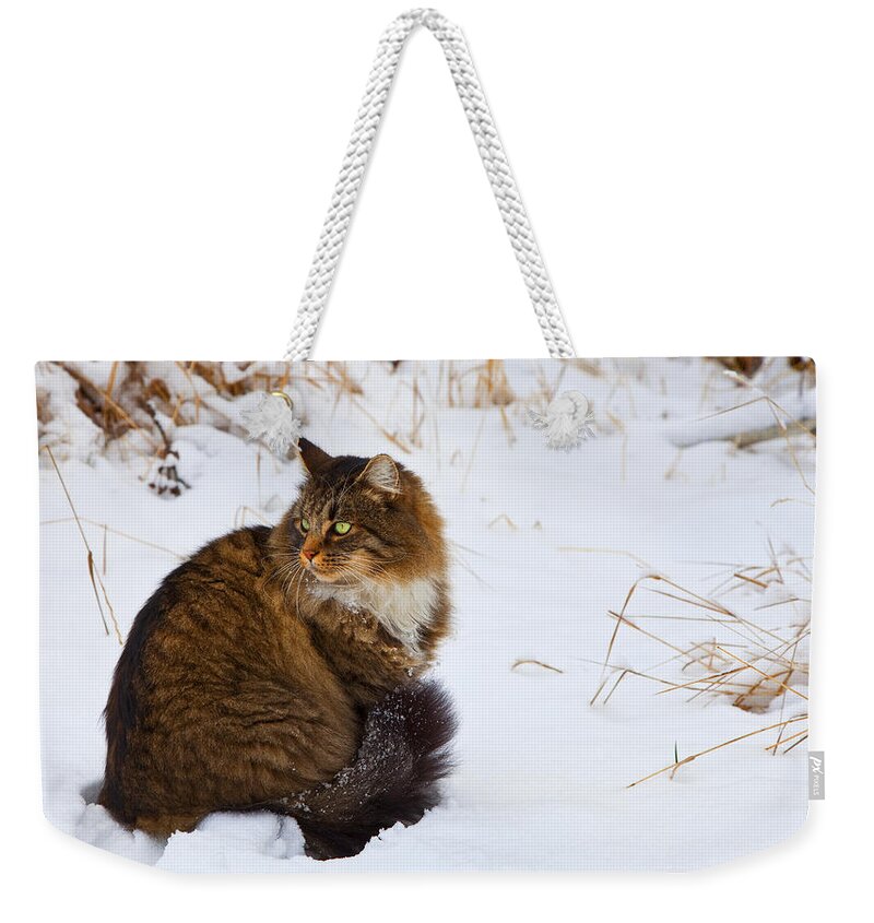 Cat Weekender Tote Bag featuring the photograph Hunter by Theresa Tahara