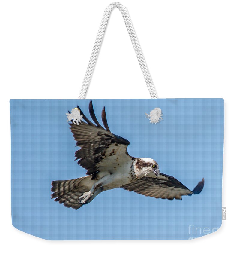 Raptor Weekender Tote Bag featuring the photograph Hunting Osprey by Cheryl Baxter