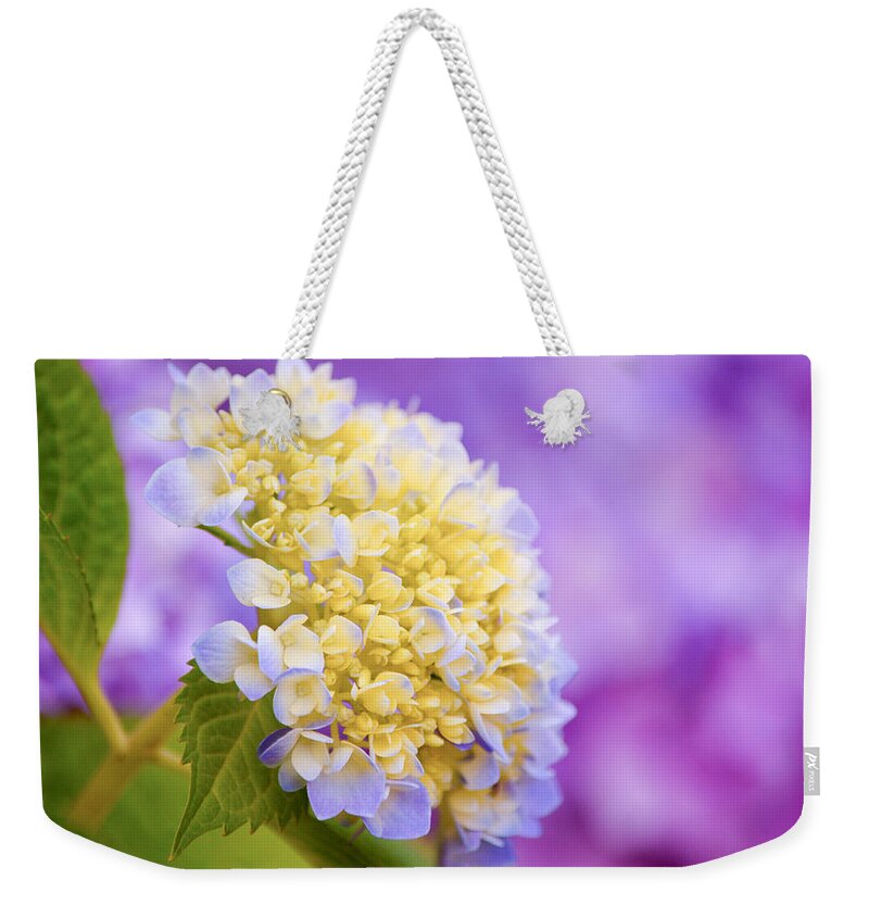 Hydrangea Weekender Tote Bag featuring the photograph Hydrangea on Purple by Parker Cunningham