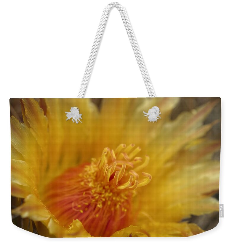 Cactus Weekender Tote Bag featuring the photograph I Feel The Warmth of Your Love by Lucinda Walter