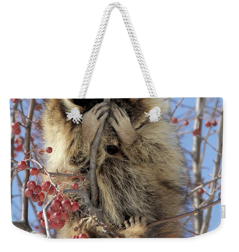 Raccoon Weekender Tote Bag featuring the photograph I Just Want This Photo Shoot To Be Over by Doris Potter