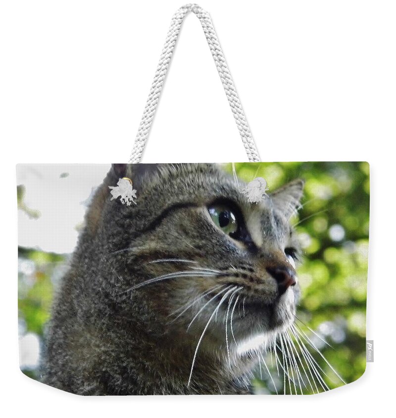 Cat Weekender Tote Bag featuring the photograph I Know I'm Handsome by D Hackett