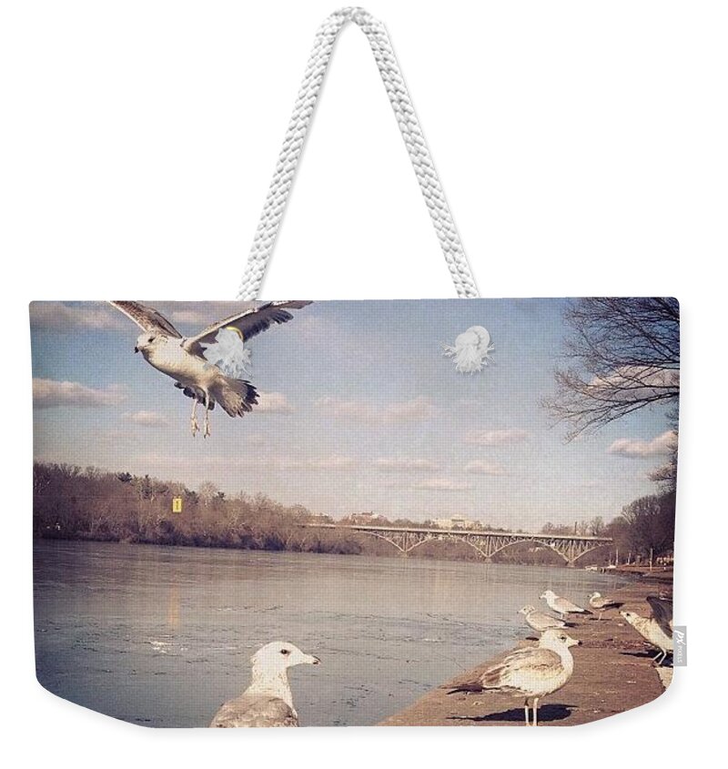 Kellydr Weekender Tote Bag featuring the photograph I Made These Friends During A Quick by Katie Cupcakes