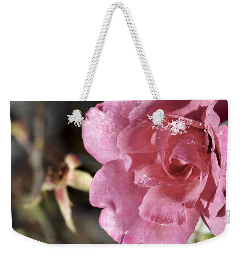 Rose Macro Weekender Tote Bag featuring the photograph Ice Rose by Jason Politte