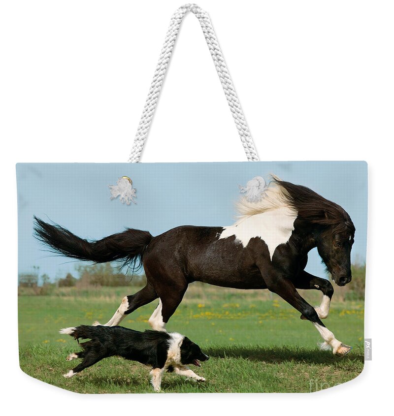 Icelandic Horse Weekender Tote Bag featuring the photograph Icelandic Horse And Dog by Gabriele Boiselle