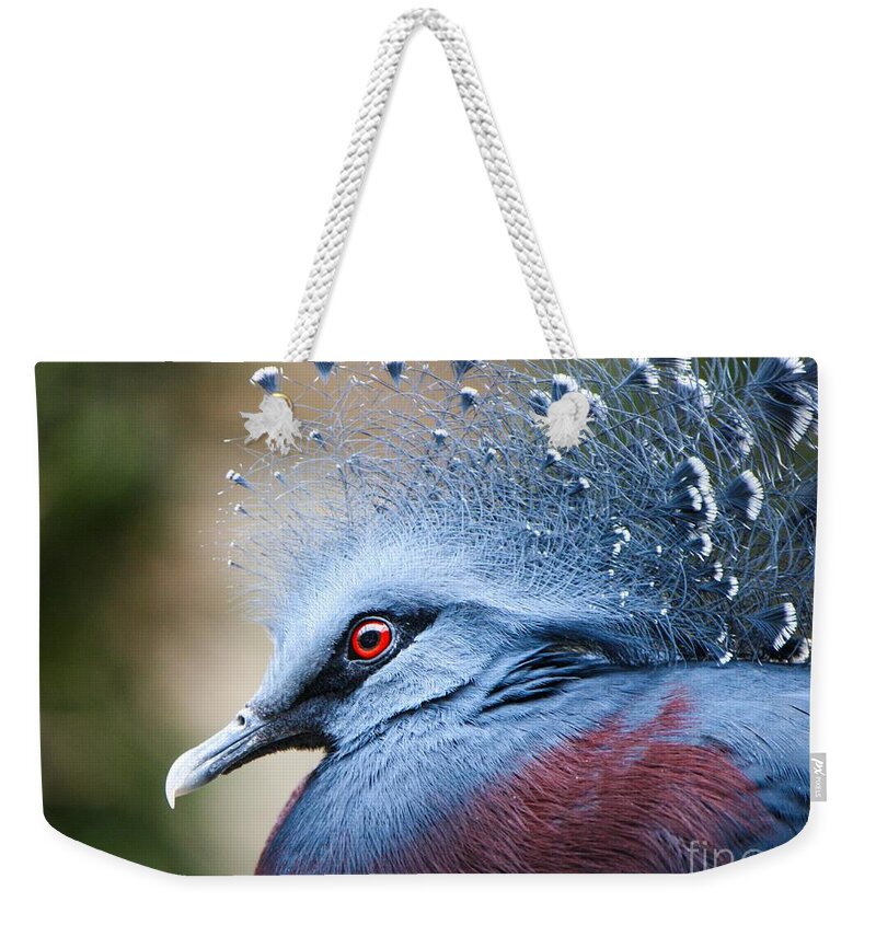 Pigeon Weekender Tote Bag featuring the photograph Illustrious by Heather King
