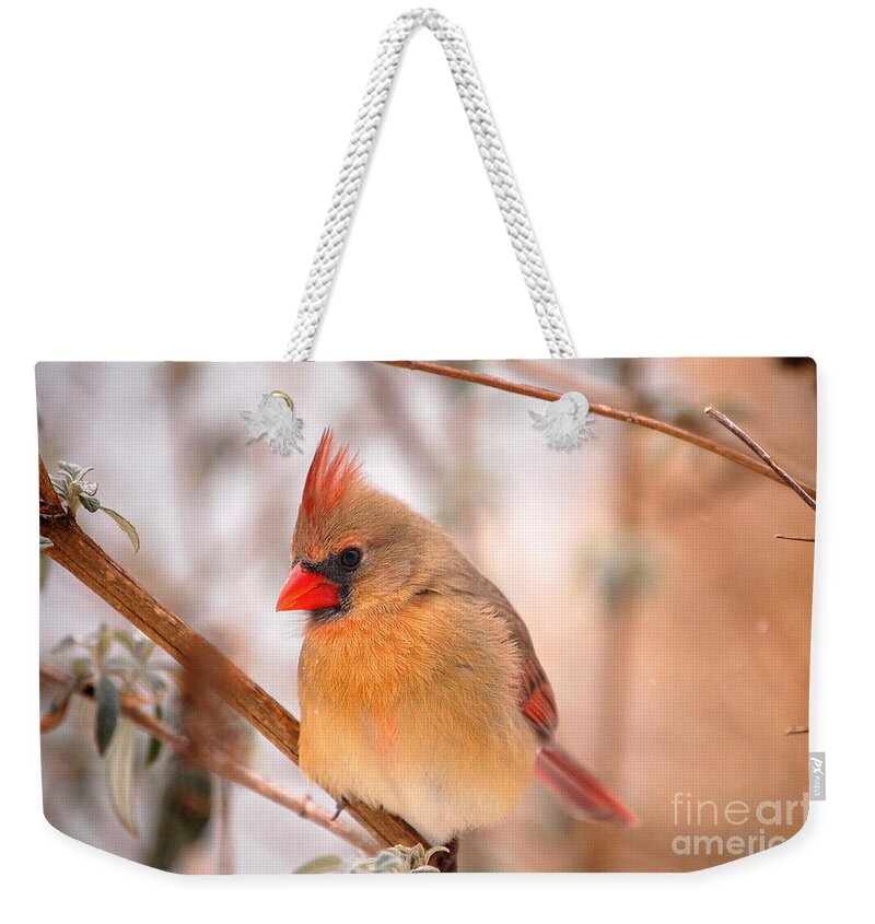Landscape Weekender Tote Bag featuring the photograph Im Just As Pretty Female Cardinal Bird by Peggy Franz