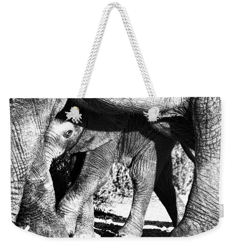 Elephant Weekender Tote Bag featuring the photograph In Mother's Shadow by Douglas Barnard
