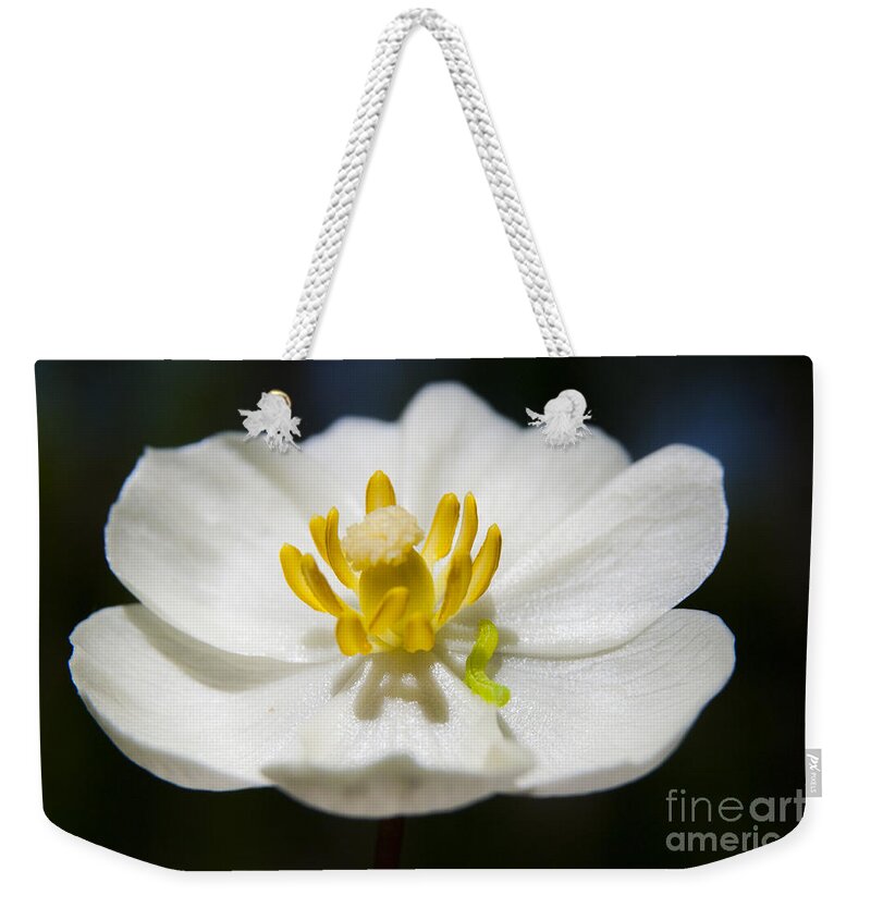 Flower Weekender Tote Bag featuring the photograph Inchworm by Jeannette Hunt