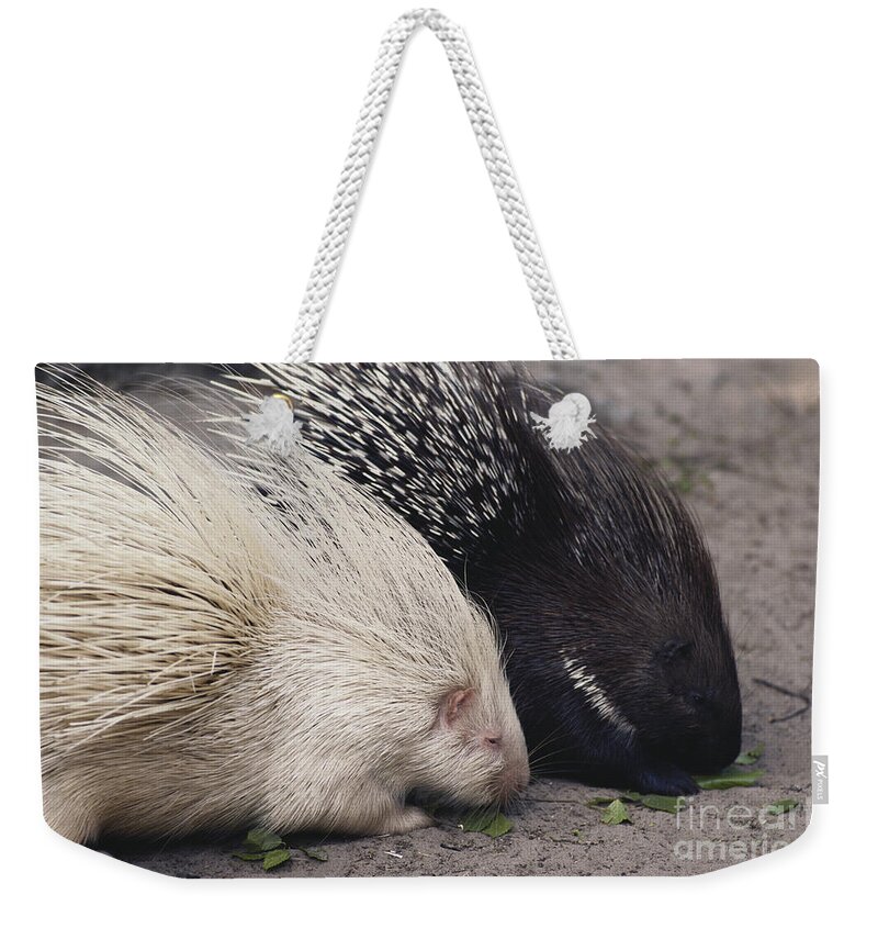 Nature Weekender Tote Bag featuring the photograph Indian-crested Porcupines Normal by Tom McHugh