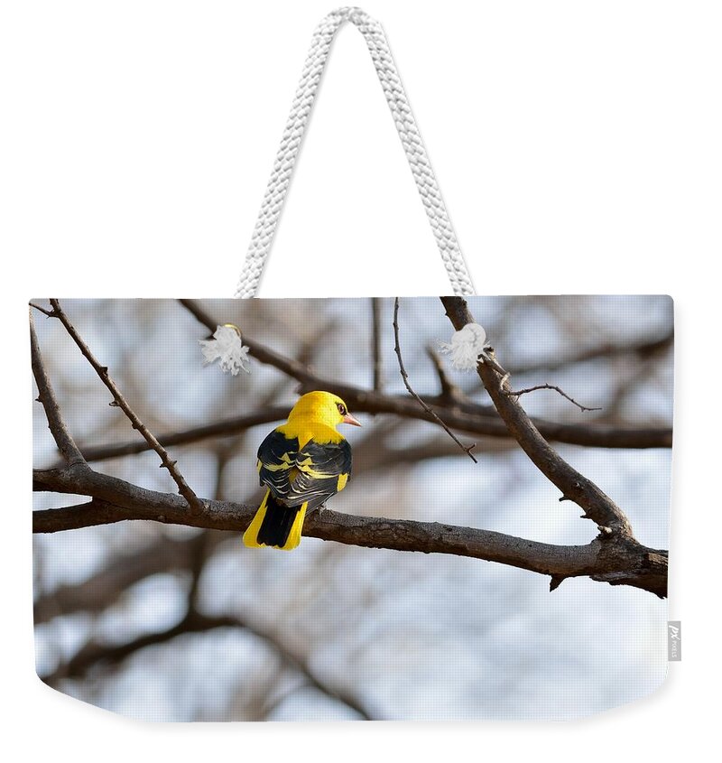 Indian Golden Oriole Weekender Tote Bag featuring the photograph Indian Golden Oriole by Fotosas Photography