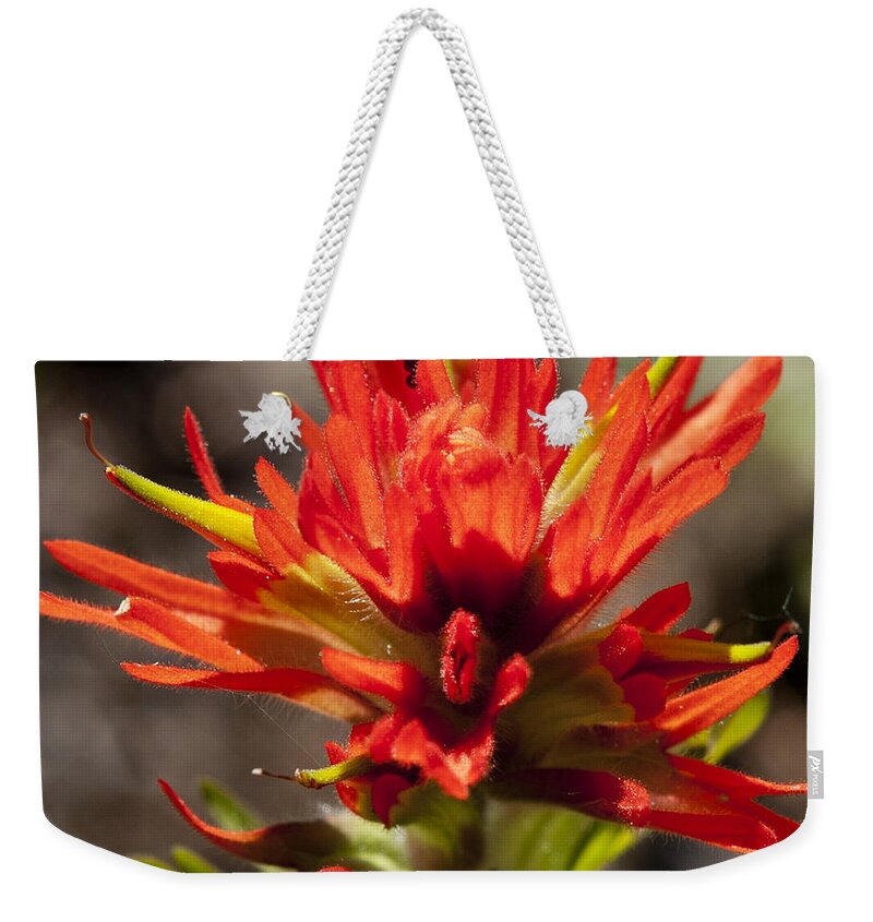 Nature Weekender Tote Bag featuring the photograph Indian Paintbrush by Belinda Greb