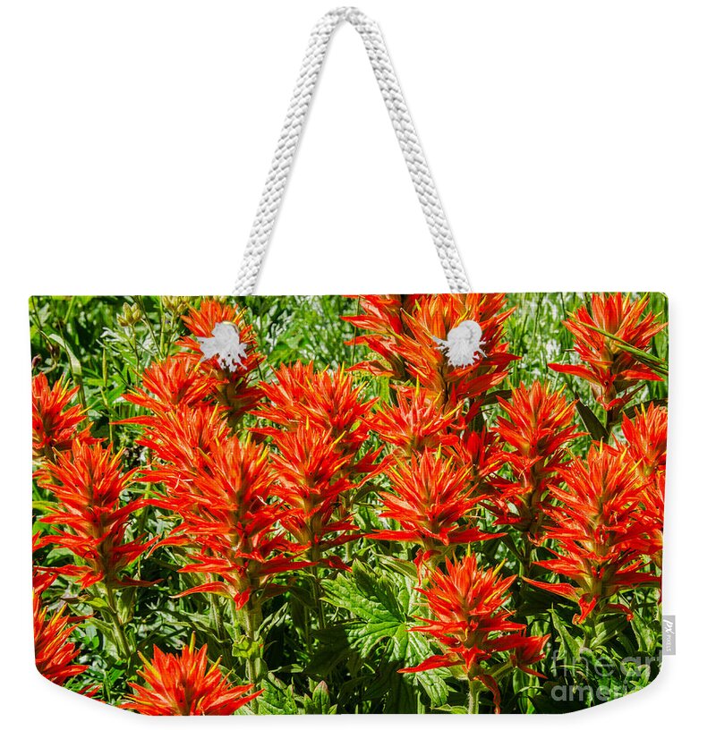 Castilleja Weekender Tote Bag featuring the photograph Indian Paintbrush by Sue Smith