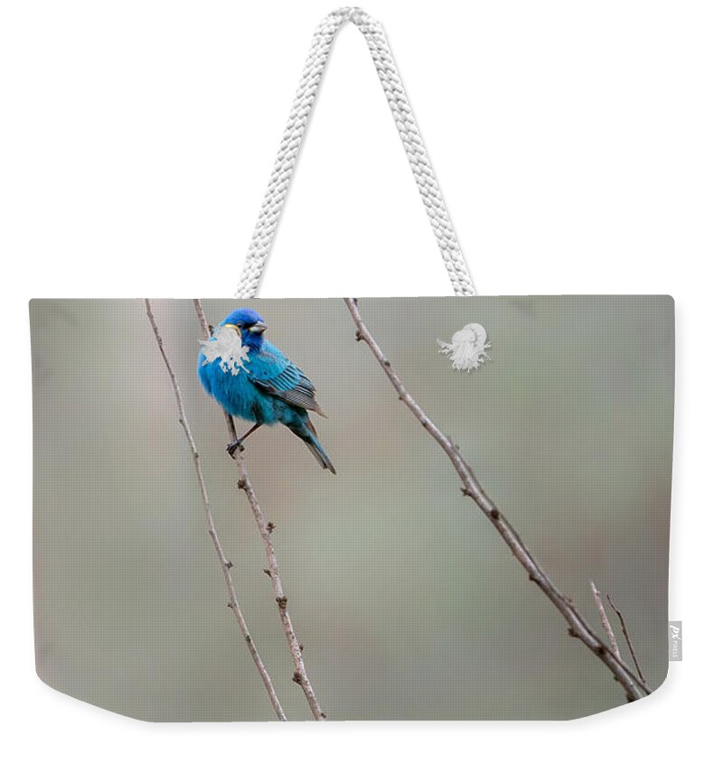 Indigo Bunting Weekender Tote Bag featuring the photograph Indigo Bunting by Bill Wakeley
