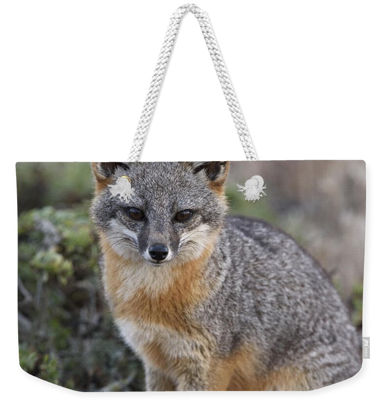 Ch'ien Lee Weekender Tote Bag featuring the photograph Island Fox California by Ch'ien Lee