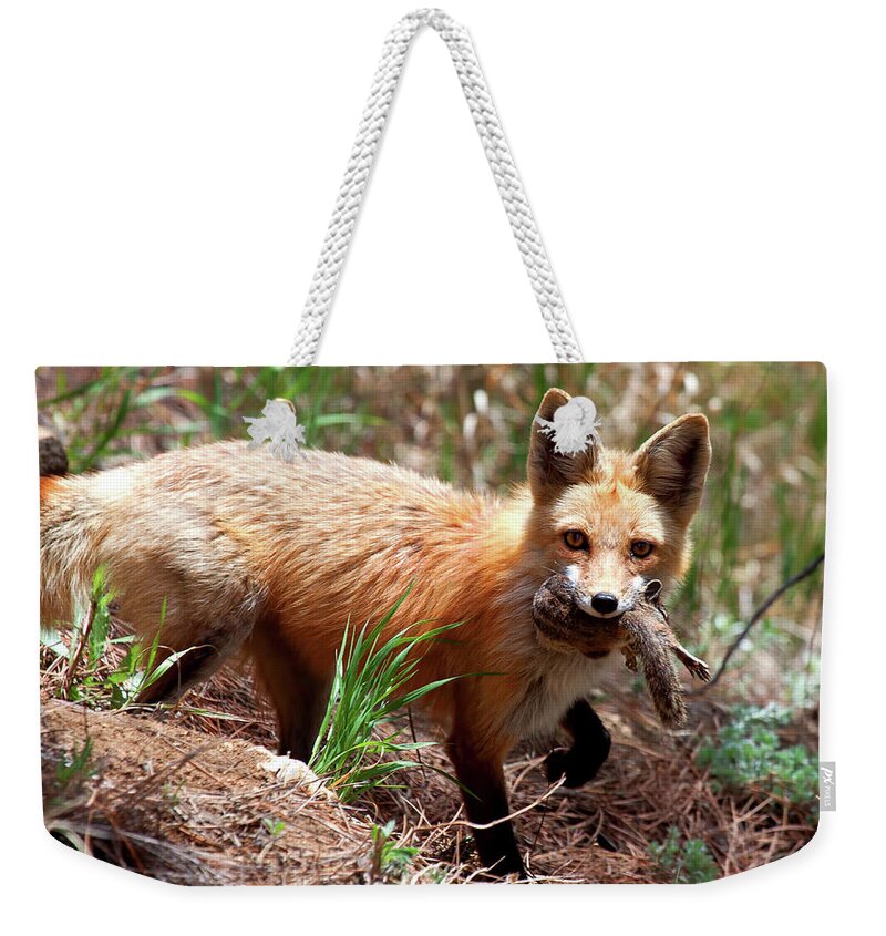 Fox Weekender Tote Bag featuring the photograph It's What's for Dinner by Jim Garrison