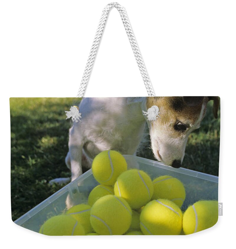 Jack Russell Terrier Weekender Tote Bag featuring the photograph Jack Russell Terrier and tennis balls by Jim Corwin