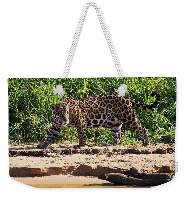 Brazil Weekender Tote Bag featuring the photograph Jaguar River Walk by David Beebe