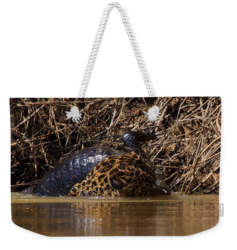 Brazil Weekender Tote Bag featuring the photograph Jaguar vs Caiman 3 by David Beebe