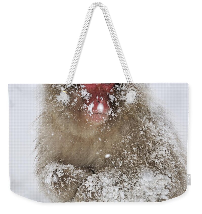 Thomas Marent Weekender Tote Bag featuring the photograph Japanese Macaque In Winter Jigokudani by Thomas Marent