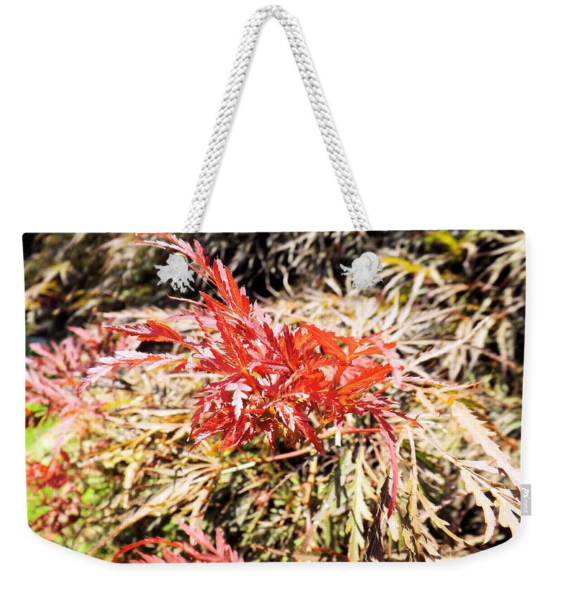 Tree Weekender Tote Bag featuring the photograph Japanese Maple #2 by Robyn King