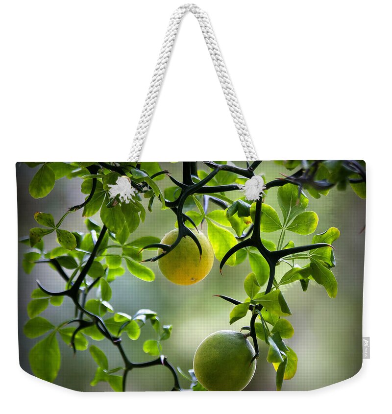 Flying Weekender Tote Bag featuring the photograph Japanese Orange Tree by Farol Tomson